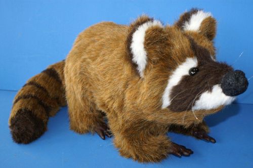 Waschbär